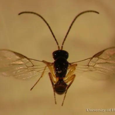 thumbnail for publication: Leafminer Parasitoid Opius dissitus Muesebeck (Insecta: Hymenoptera: Braconidae)